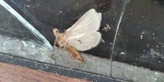 Insecta