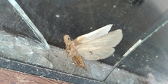 Insecta