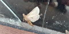Insecta