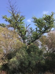 Vachellia robusta robusta