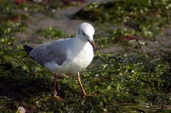 Chroicocephalus cirrocephalus