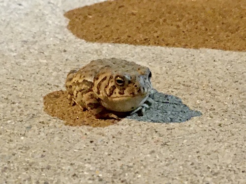Woodhouse's Toad (Anaxyrus woodhousii), a species recorded in Utah