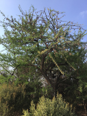 Vachellia robusta robusta