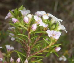 Coleonema pulchellum