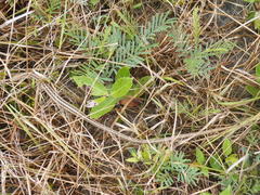 Chamaesaura macrolepis