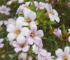 Coleonema pulchellum