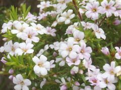 Coleonema pulchellum