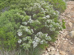 Coleonema pulchellum