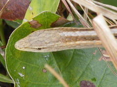 Chamaesaura macrolepis