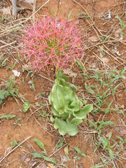Scadoxus multiflorus multiflorus