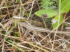 Chamaesaura macrolepis