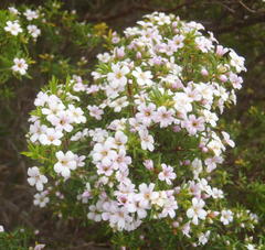 Coleonema pulchellum