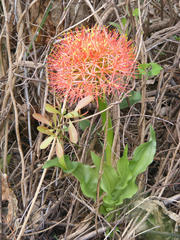 Scadoxus multiflorus multiflorus