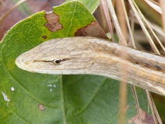Chamaesaura macrolepis