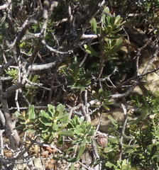 Diospyros lycioides lycioides