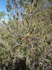 Diospyros lycioides lycioides