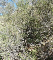 Diospyros lycioides lycioides