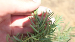Suaeda albescens