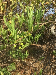 Vachellia robusta robusta