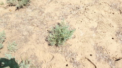 Suaeda albescens