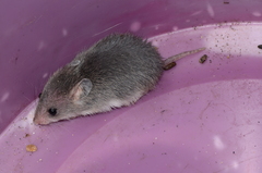 Saccostomus campestris