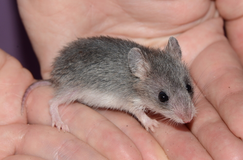 Pouched Mouse