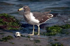 Larus belcheri