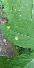 Puccinia cnici-oleracei