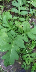 Puccinia cnici-oleracei