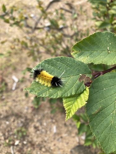 Spotted Tussock Moth