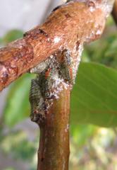 Ptyelus grossus