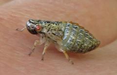 Ptyelus grossus