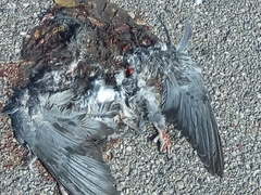 Columba livia domestica