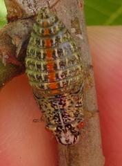 Ptyelus grossus