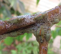 Ptyelus grossus