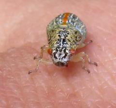 Ptyelus grossus