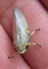 Ptyelus grossus