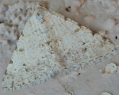 Digrammia pervolata