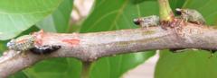 Ptyelus grossus