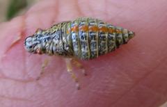 Ptyelus grossus