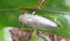 Ptyelus grossus