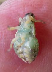 Ptyelus grossus