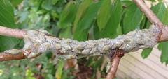Ptyelus grossus