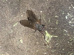 Symphoromyia