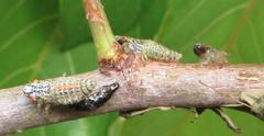 Ptyelus grossus