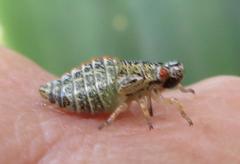Ptyelus grossus