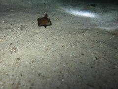Umbrina canariensis