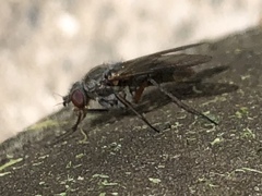 Symphoromyia