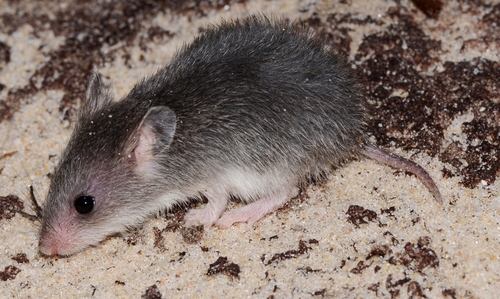 Pouched Mouse