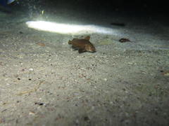 Umbrina canariensis